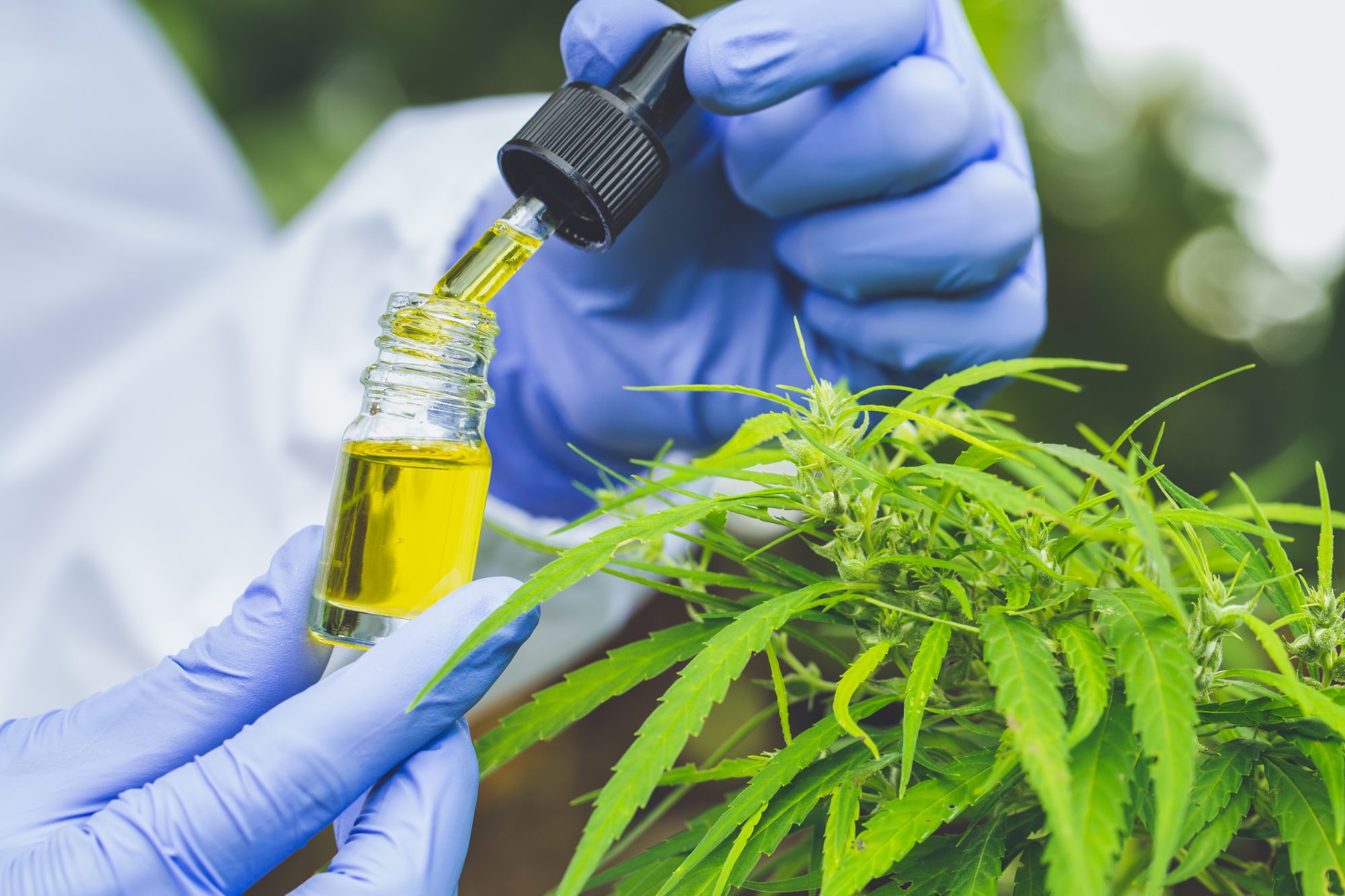 Can Medicinal Cannabis Help You Study Better?
